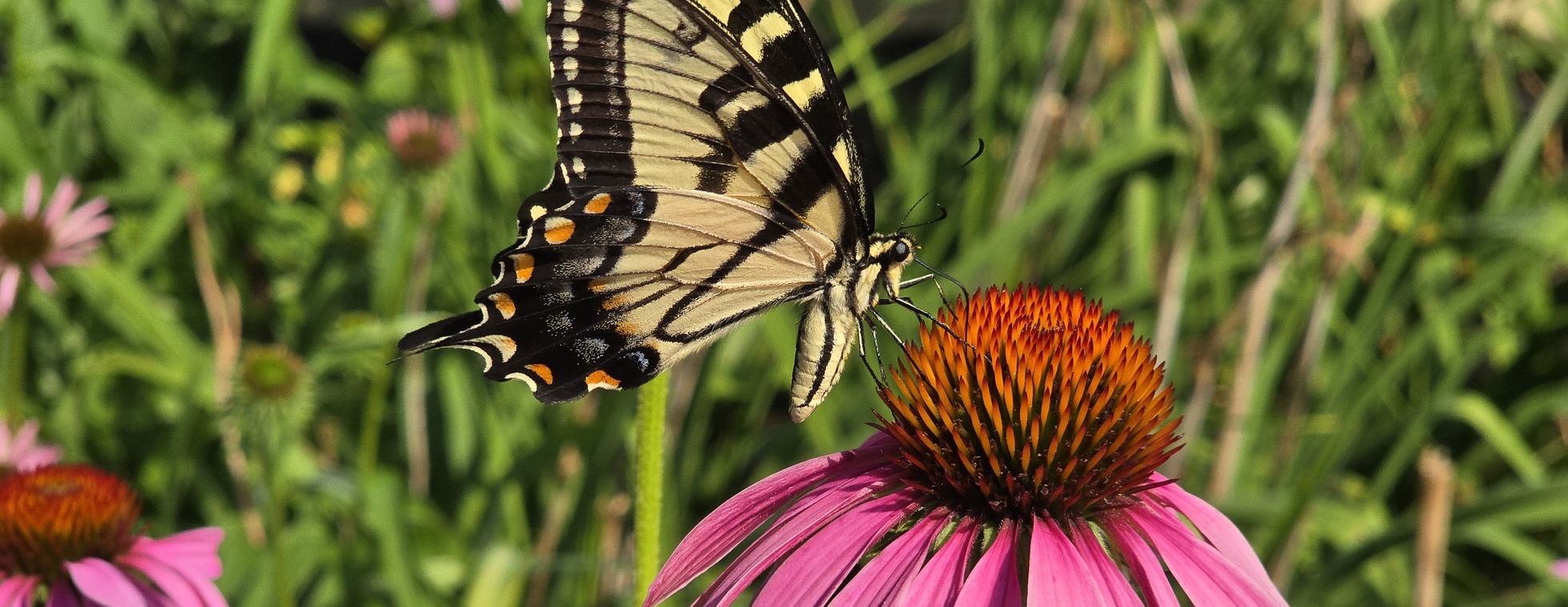 Saturday Summer Series: Prairie Appreciation and ID Hike